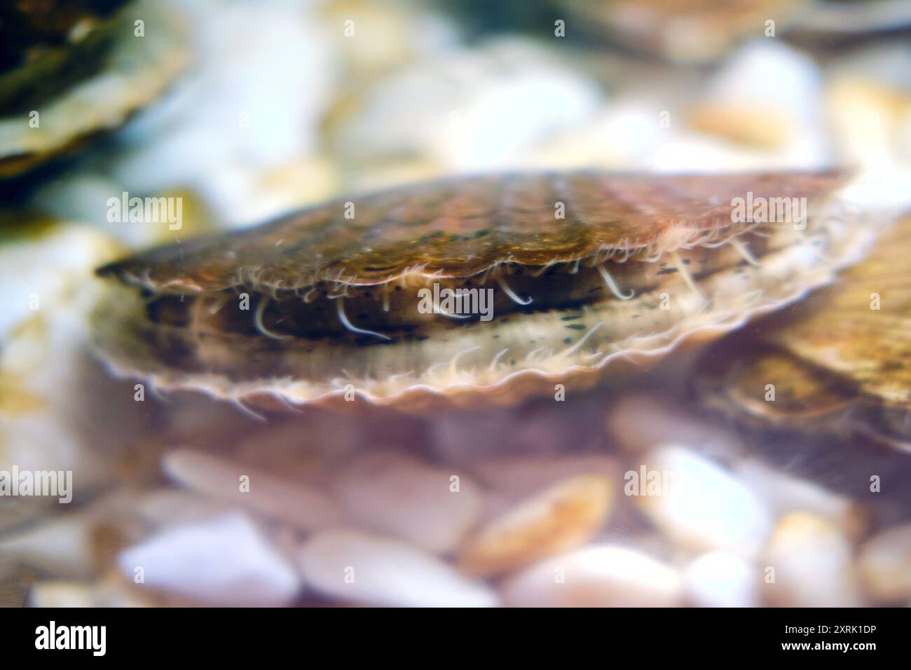 Foto macro di un guscio di capesante parzialmente sepolto nella sabbia. Vita marina sottomarina e concetto di habitat oceanico. Design per sfondo, poster, sfondo. Foto Stock