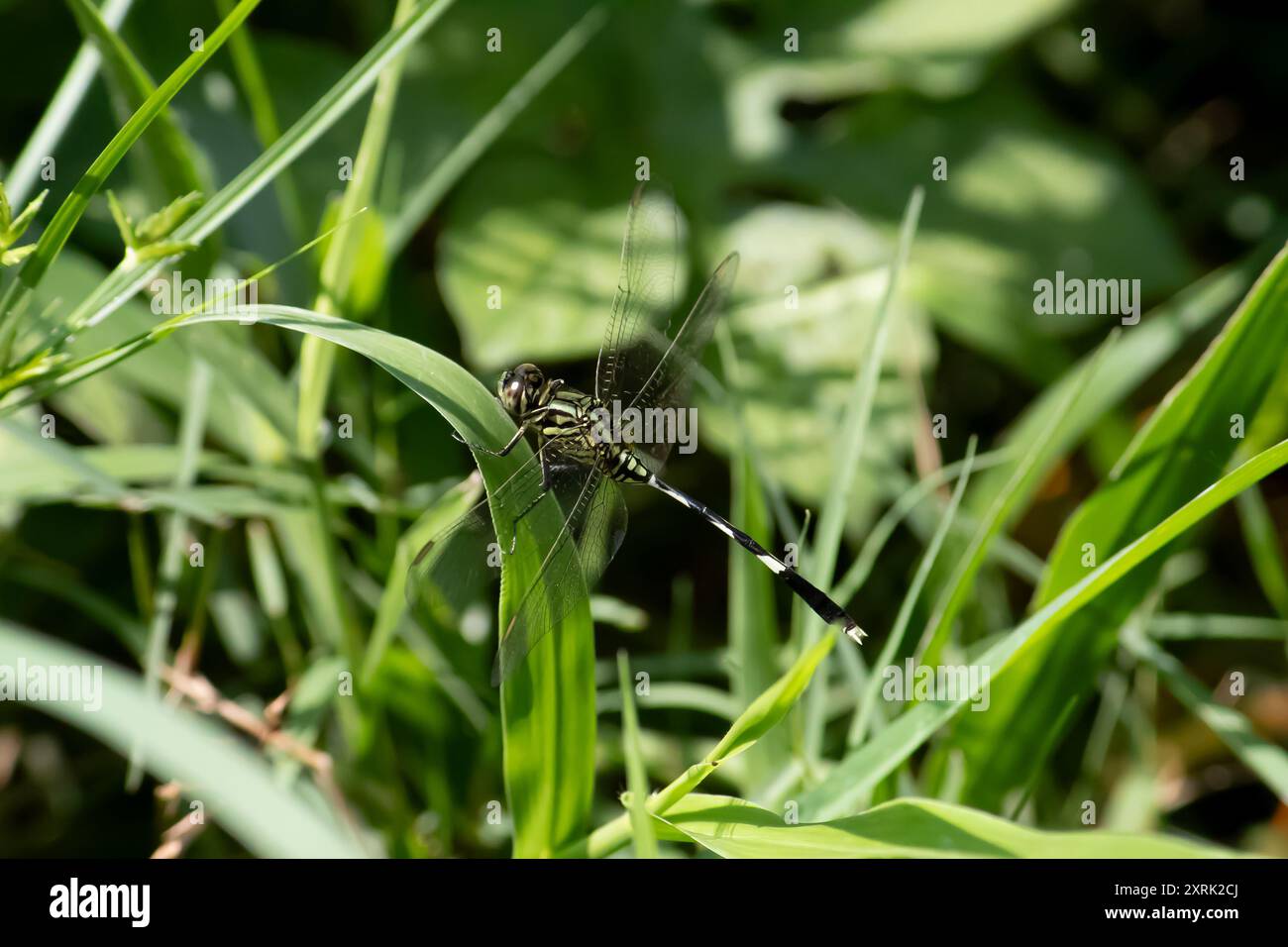 Snello Skimmer comune Dragonfly nel giardino asiatico Foto Stock