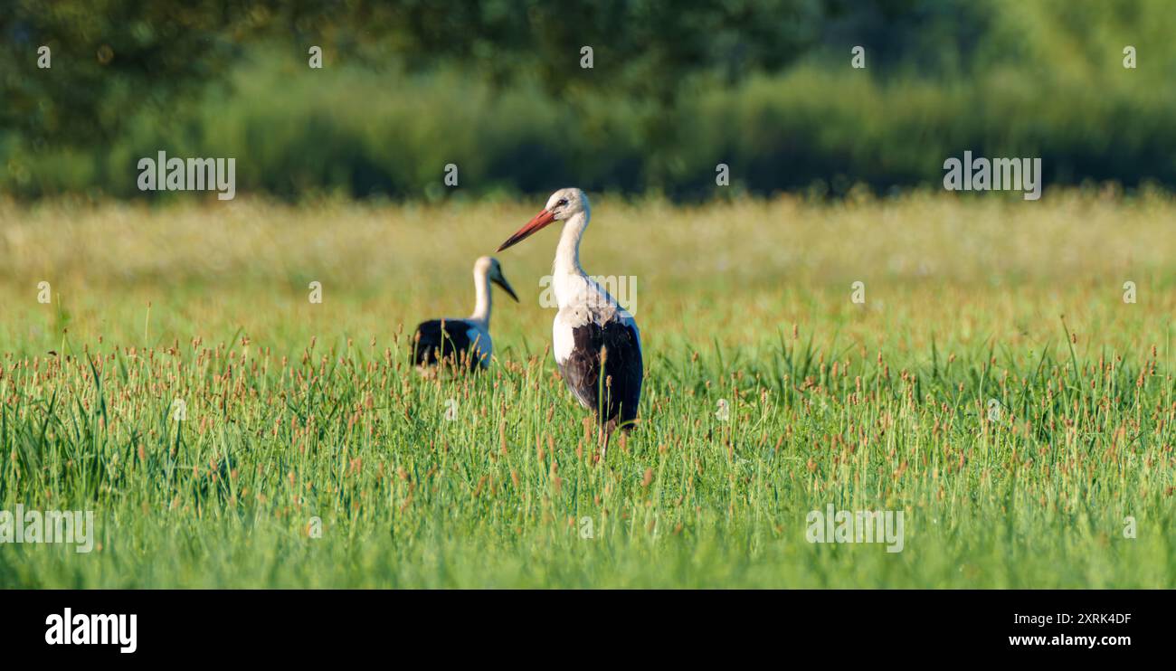 Una cicogna mostra le sue splendide ali in un vivace paesaggio verde, che mostra la natura squisita bellezza Foto Stock