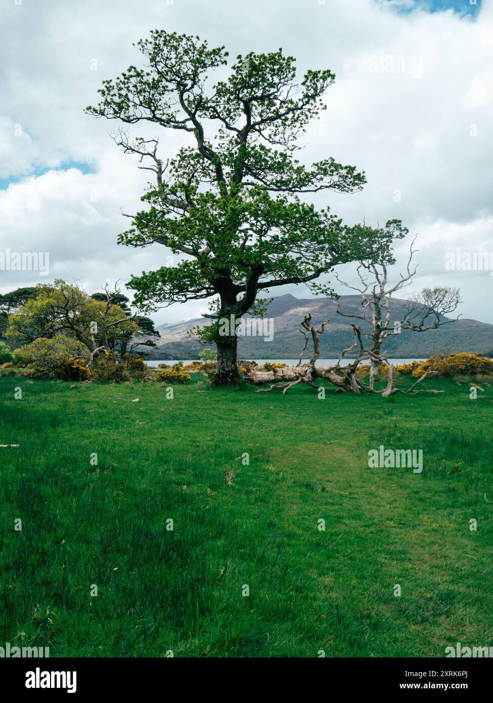 Un unico e torreggiante albero verde domina il paesaggio verdeggiante, circondato da una macchia di erba lussureggiante. Lo sfondo presenta colline ondulate e lontane Foto Stock