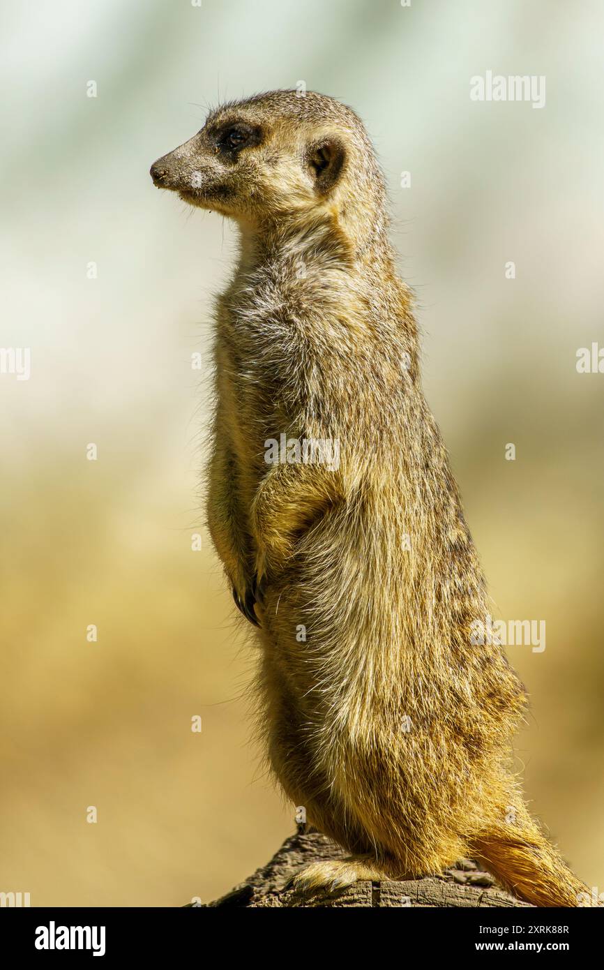 Un meerkat dalla coda sottile che osserva i suoi dintorni allo zoo di Breslavia Foto Stock