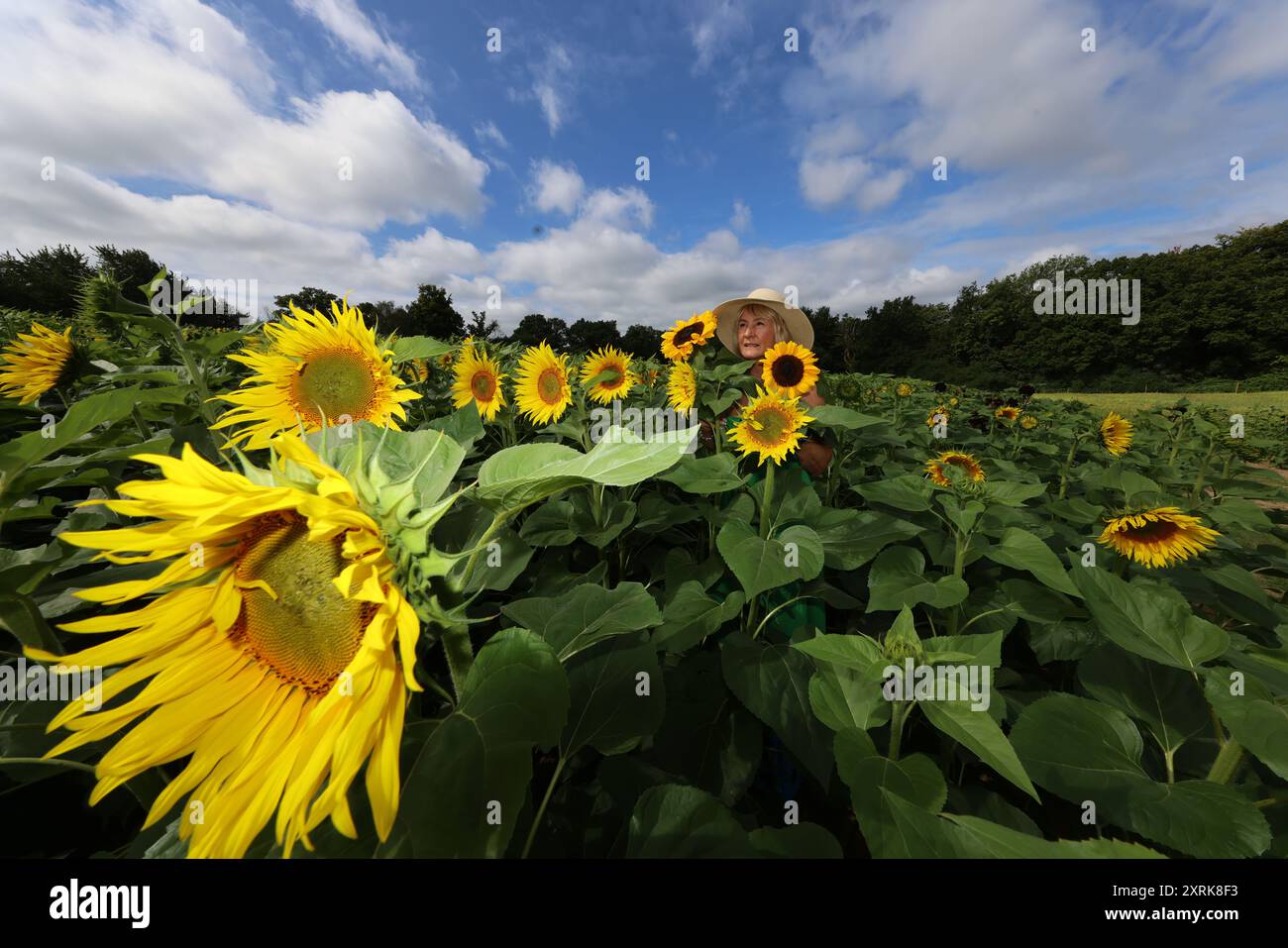 Crawley, West Sussex 11 agosto 2024 Venite a perdervi nella bellezza dei nostri vasti campi di girasole, che si estendono su oltre 12 acri della pittoresca campagna del West Sussex. Con numerosi spot fotografici "indegni" sparsi per Tulleys Sunflower Fields, per tutto il mese di agosto Turners Hill Road, Turners Hill, Crawley, West Sussex. Crediti: Paul Quezada-Neiman/Alamy Live News Foto Stock