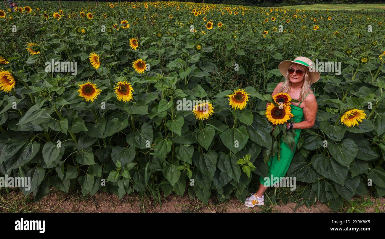 Crawley, West Sussex 11 agosto 2024 Venite a perdervi nella bellezza dei nostri vasti campi di girasole, che si estendono su oltre 12 acri della pittoresca campagna del West Sussex. Con numerosi spot fotografici "indegni" sparsi per Tulleys Sunflower Fields, per tutto il mese di agosto Turners Hill Road, Turners Hill, Crawley, West Sussex. Crediti: Paul Quezada-Neiman/Alamy Live News Foto Stock