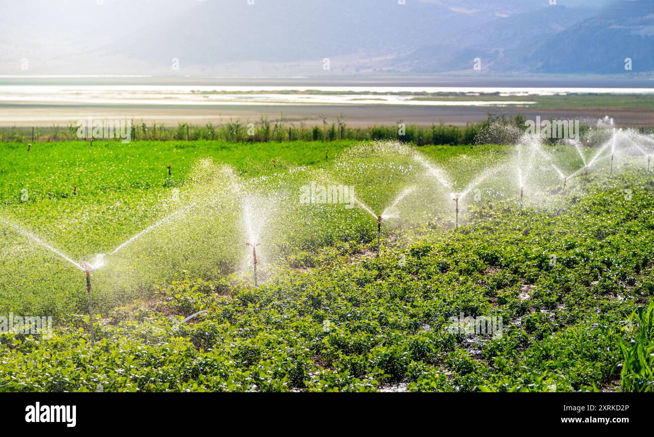 Irrigazione automatica a sprinkler nell'orto. Messa a fuoco selettiva e sfocatura del movimento Foto Stock
