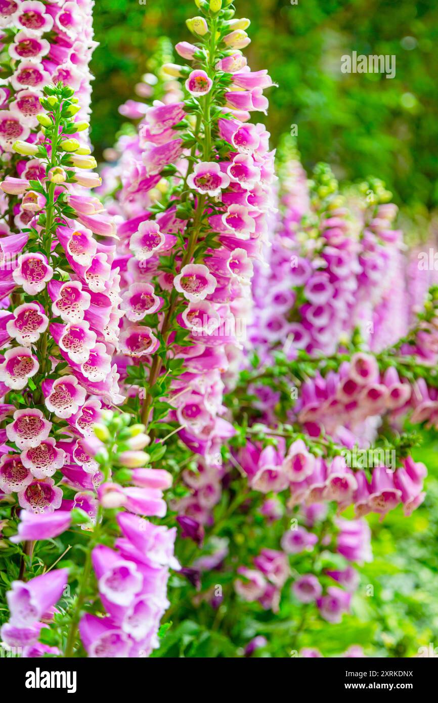 Foxglove, digitalis purpurea, pianta medica. Cottage all'inglese con giardino. Primo piano di fiori rosa foxglove che fioriscono nel giardino estivo. Digitalis in fiore. Bellissimi fiori viola del foxglove Foto Stock