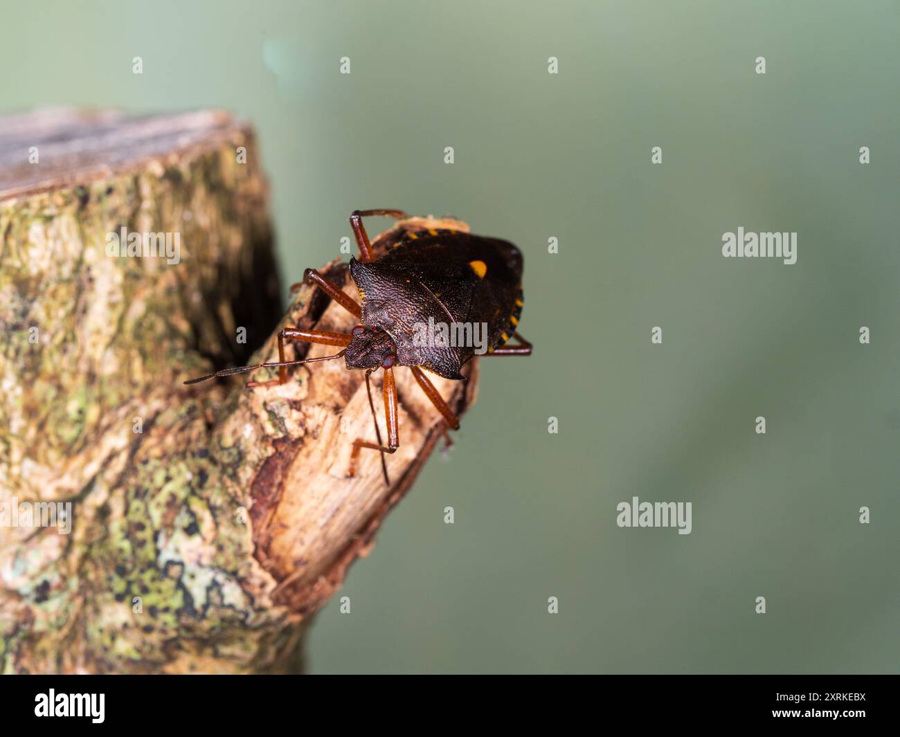 Insetto schermato con le gambe rosse, Pentatoma Rufipes, in un giardino del Regno Unito Foto Stock