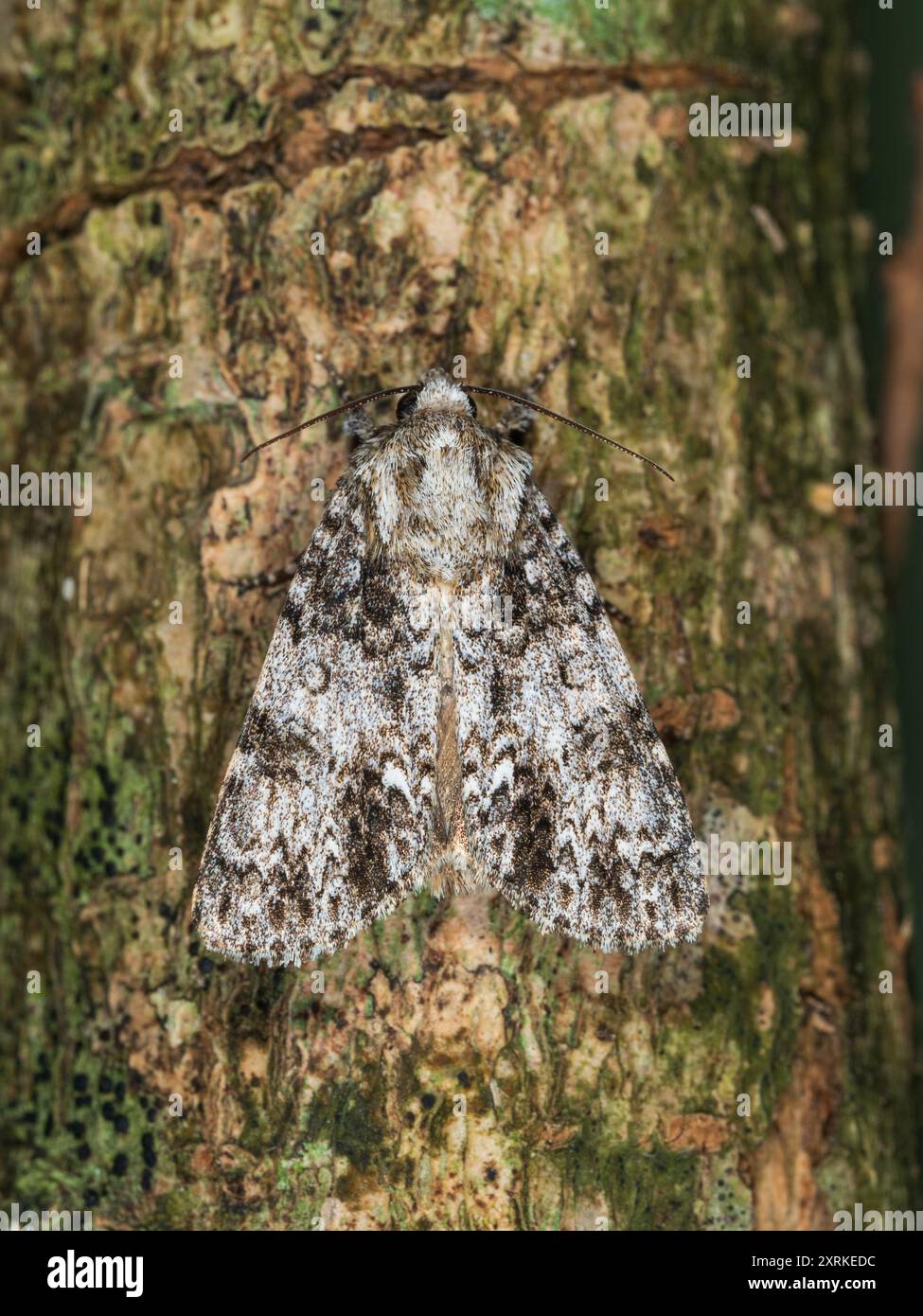 Vista dall'alto della falena di erba del nodo chiazzata, Acronicta rumicis, un visitatore del giardino volante notturno del Regno Unito Foto Stock