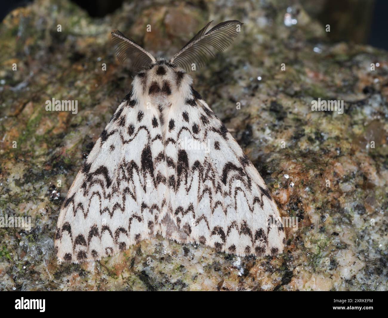 Vista dorsale della falena nera e bianca Black Arches UK, Lymantria monacha, in un giardino britannico Foto Stock