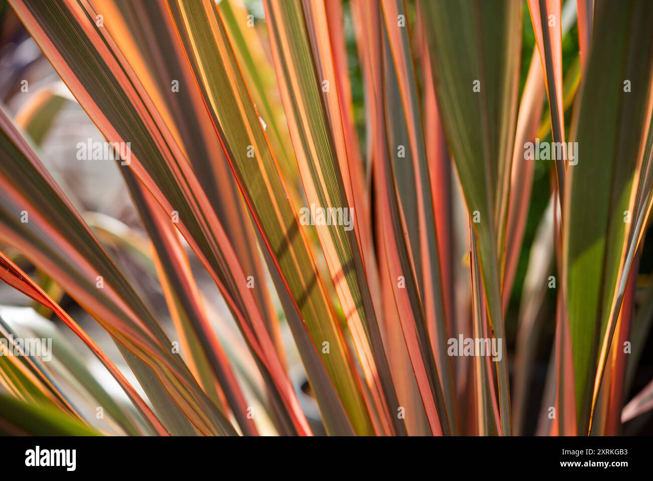 Phormium Rainbow Queen, una pianta sempreverde conosciuta anche come lino neozelandese. Foto Stock