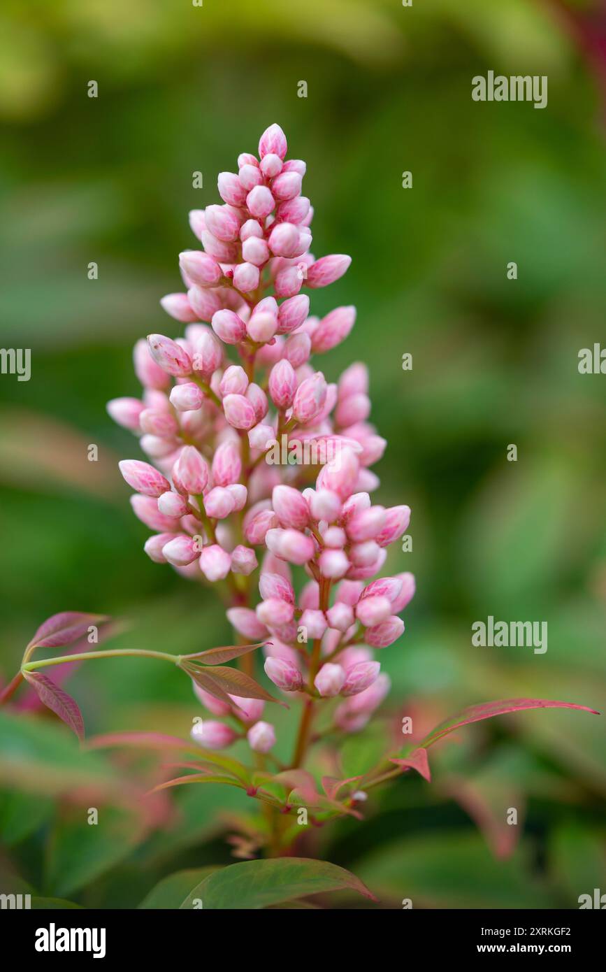 Boccioli di fiori su un arbusto "ossessionato" di Nandina domestica a fine estate. Foto Stock