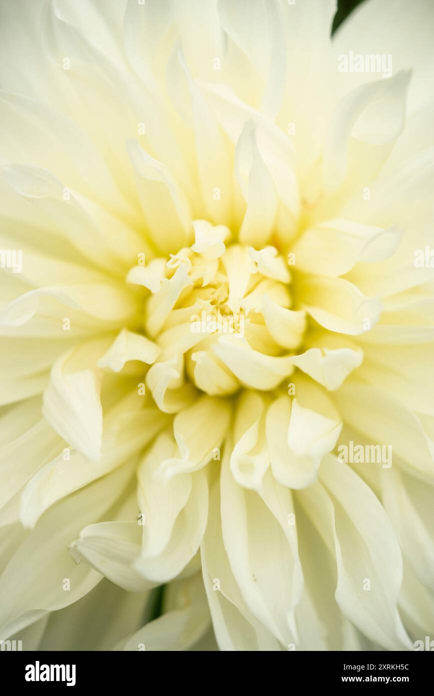 Dahlia 'Fleurel' una forma molto grande di Dahlia fiorita con enormi fiori bianchi cremosi in estate. Foto Stock