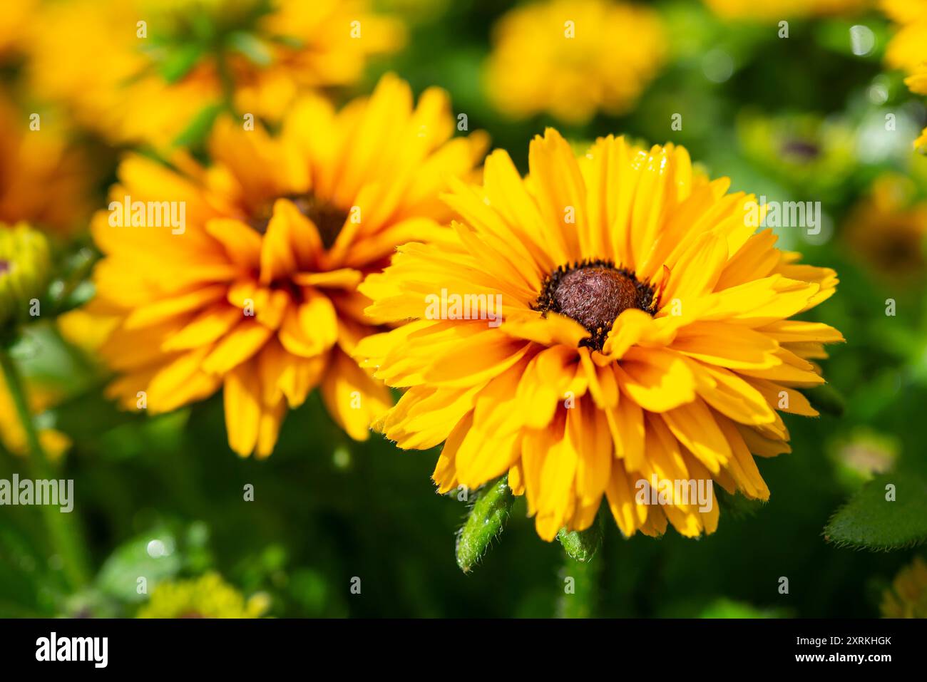 Rudbeckia semi-doppia di colore giallo brillante che fiorisce a fine estate. Una varietà chiamata "Littlebeckia Ballerina" Foto Stock