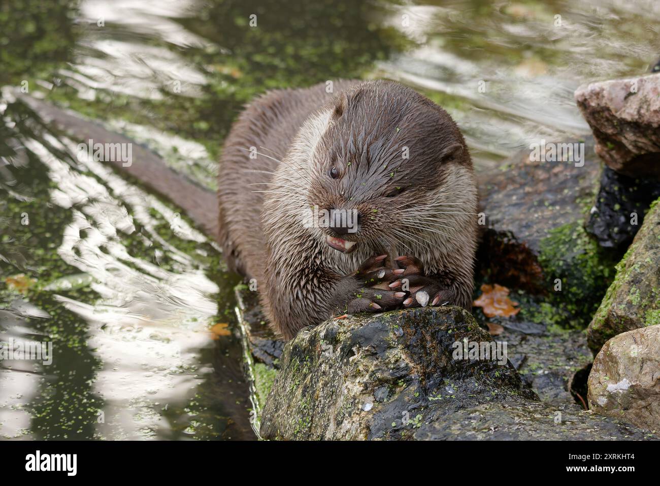 la lontra mangia pesce fresco Foto Stock