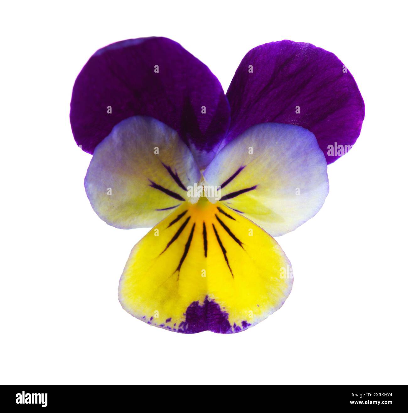 Primo piano del fiore tricolore Viola (Johnny Jump Up) isolato su sfondo bianco. Foto Stock