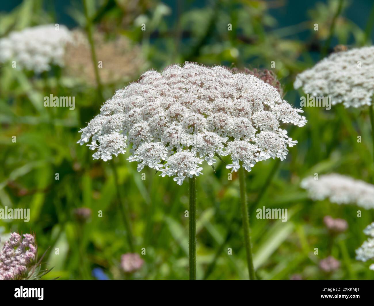 Daucus carota o carota selvatica primo piano di umbel bianco. Carota selvatica europea, nido d'uccello o pizzo vescovile in fiore. I fiori di pizzo della regina Anna. Foto Stock