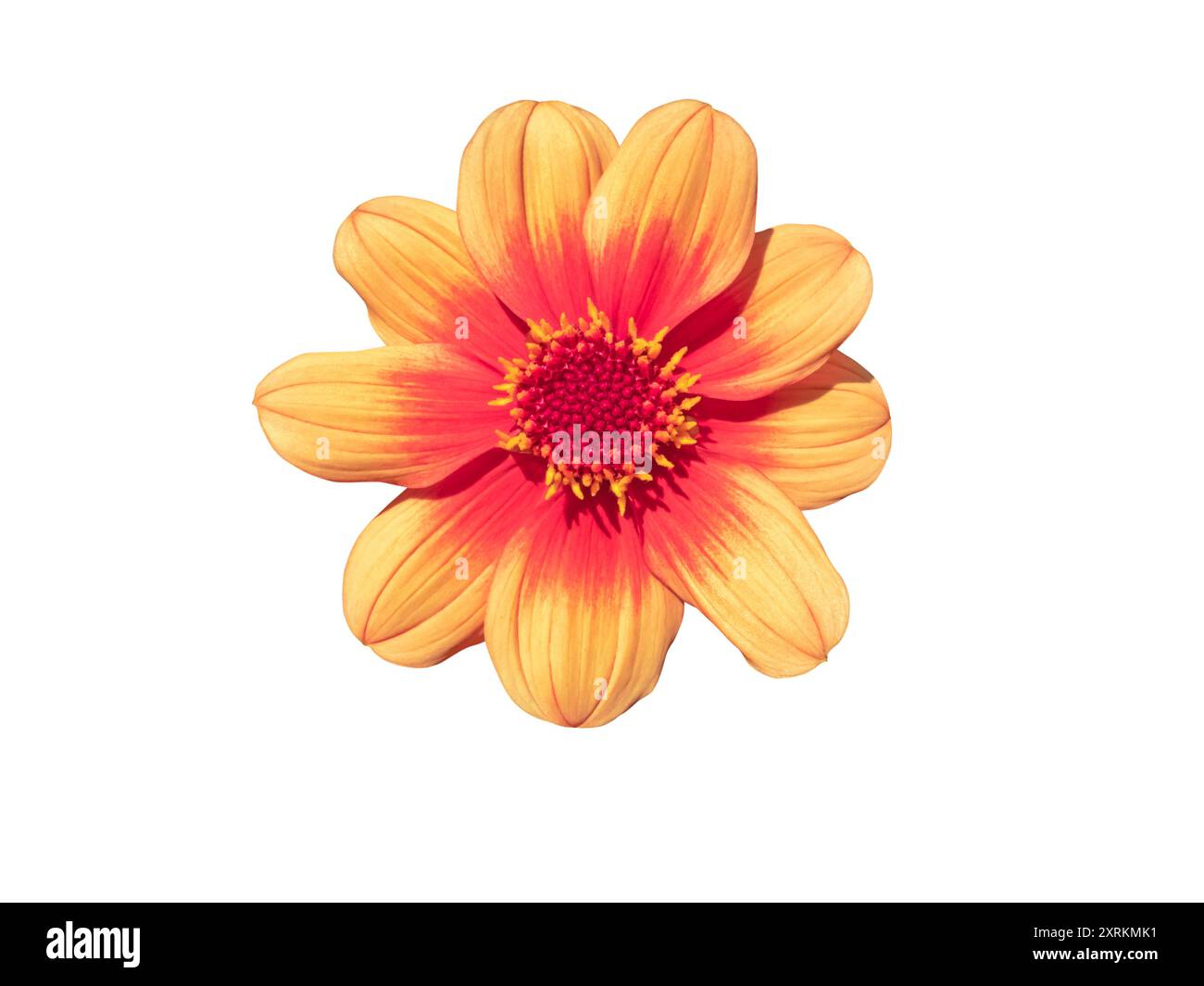 Rosa caldo retrò e arancione singolo fiorito dahlia isolato su bianco. Fiori di margherita di pesca. Disco centrale con un unico anello esterno di petali. Foto Stock