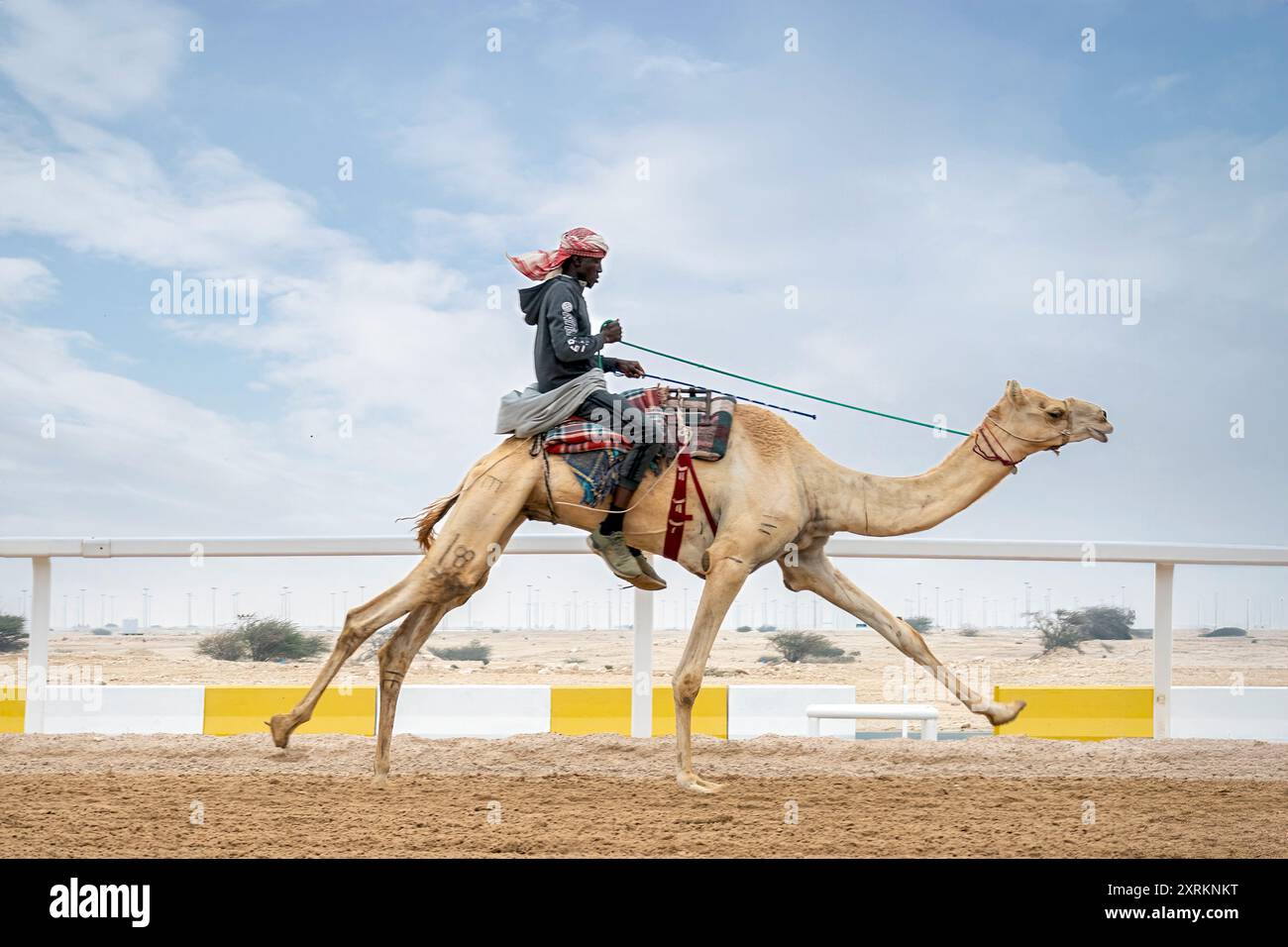 Corsa di cammelli. Circuito di Shahaniyah Camel Race Track Qatar Foto Stock