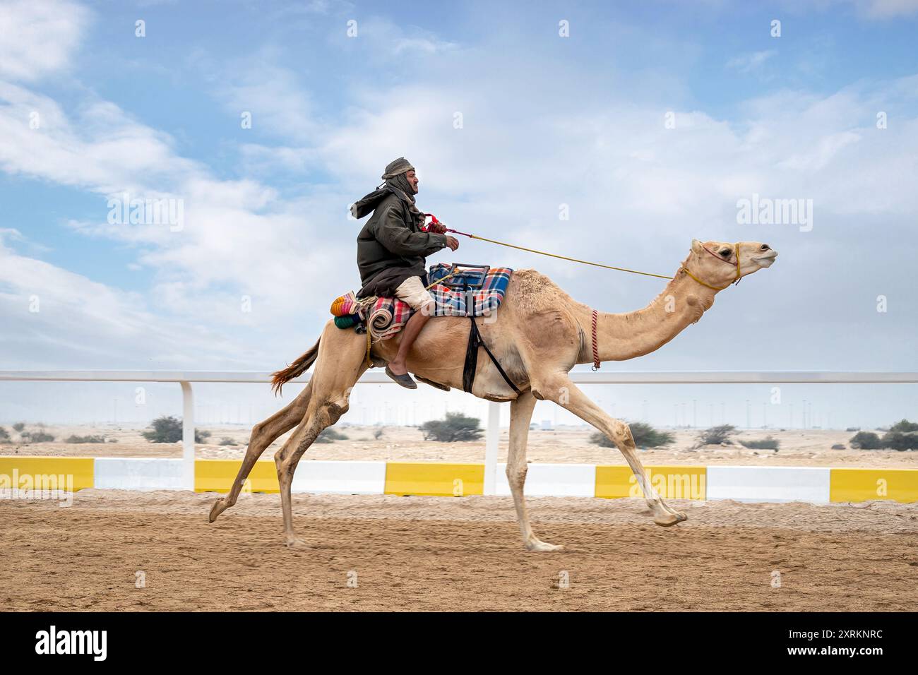 Corsa di cammelli. Circuito di Shahaniyah Camel Race Track Qatar Foto Stock