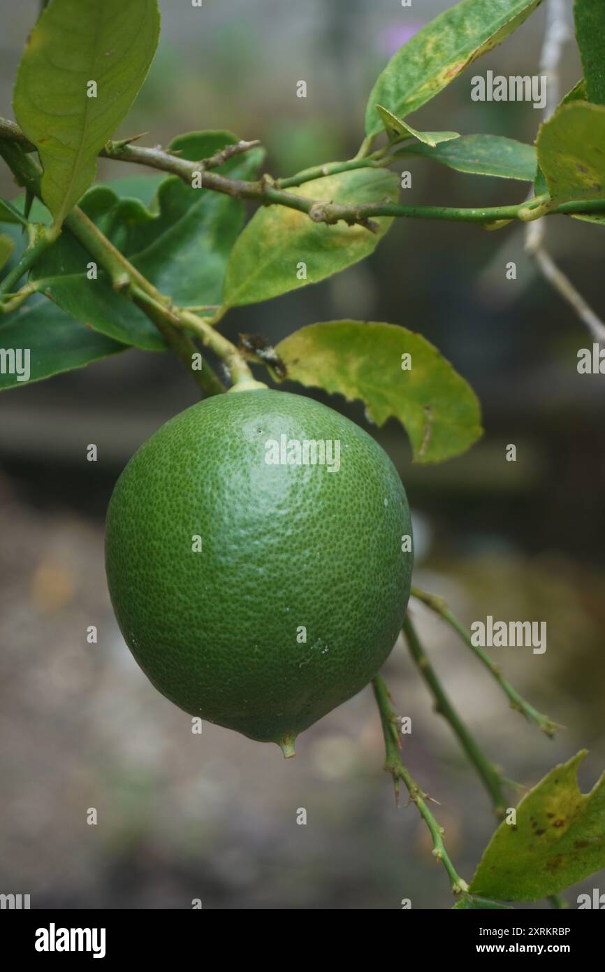 Rametto di lime verde fresco (Citrus aurantiifolia) in giardino Foto Stock