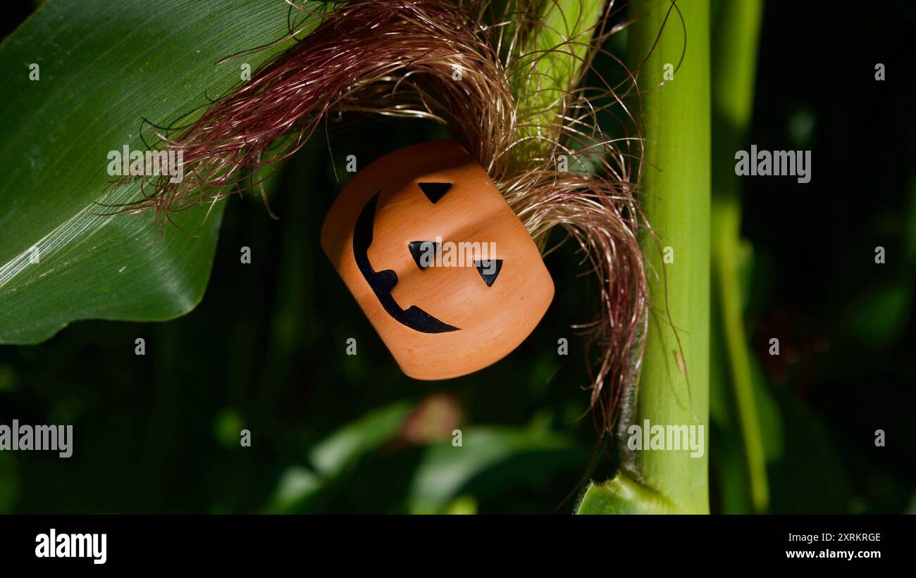 Una piccola zucca in una pianta di mais. Concetto di Halloween. Foto Stock