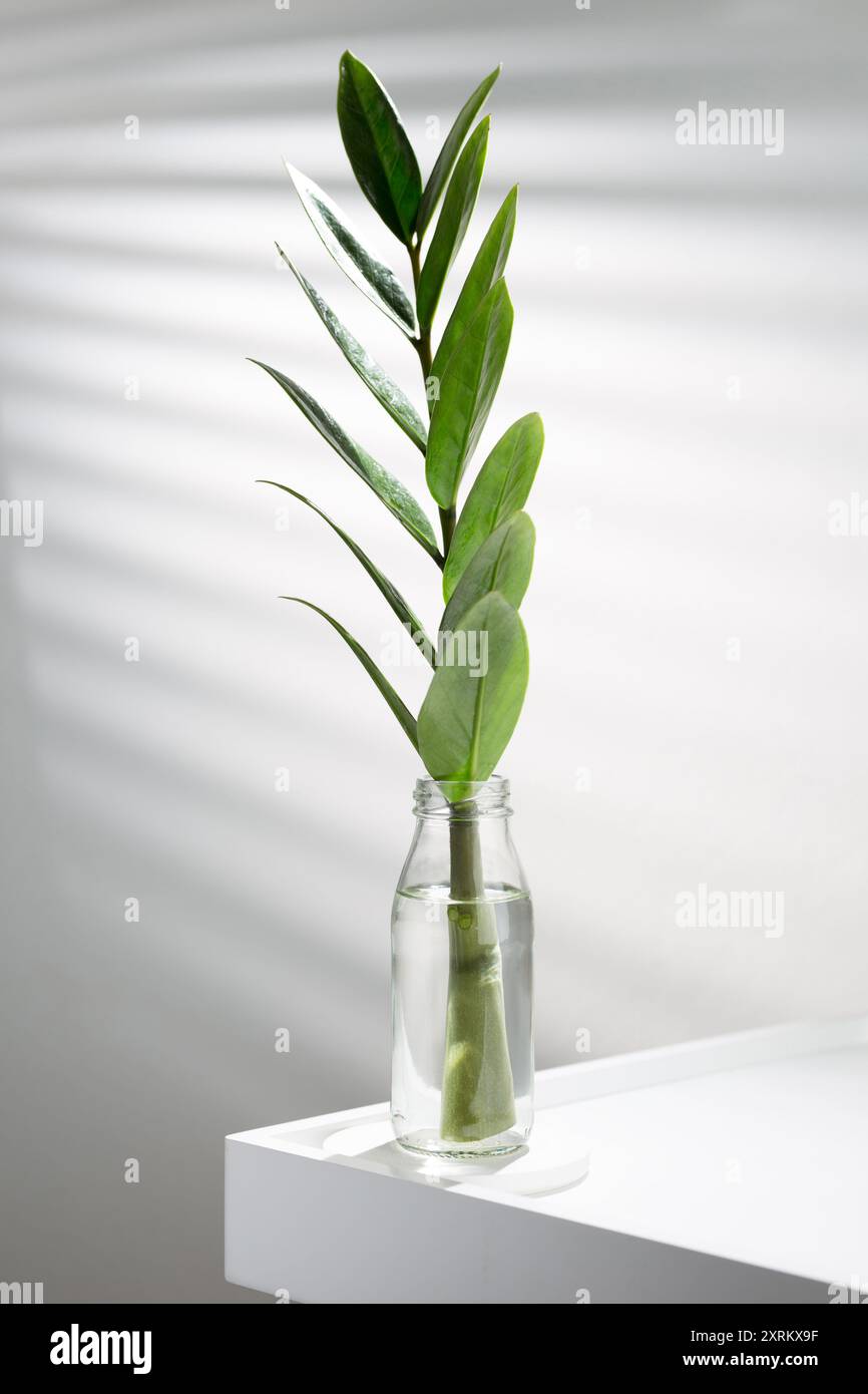 Un impianto ZZ verde sottile si trova in acqua all'interno di un recipiente di vetro trasparente su una sporgenza bianca. Foto Stock