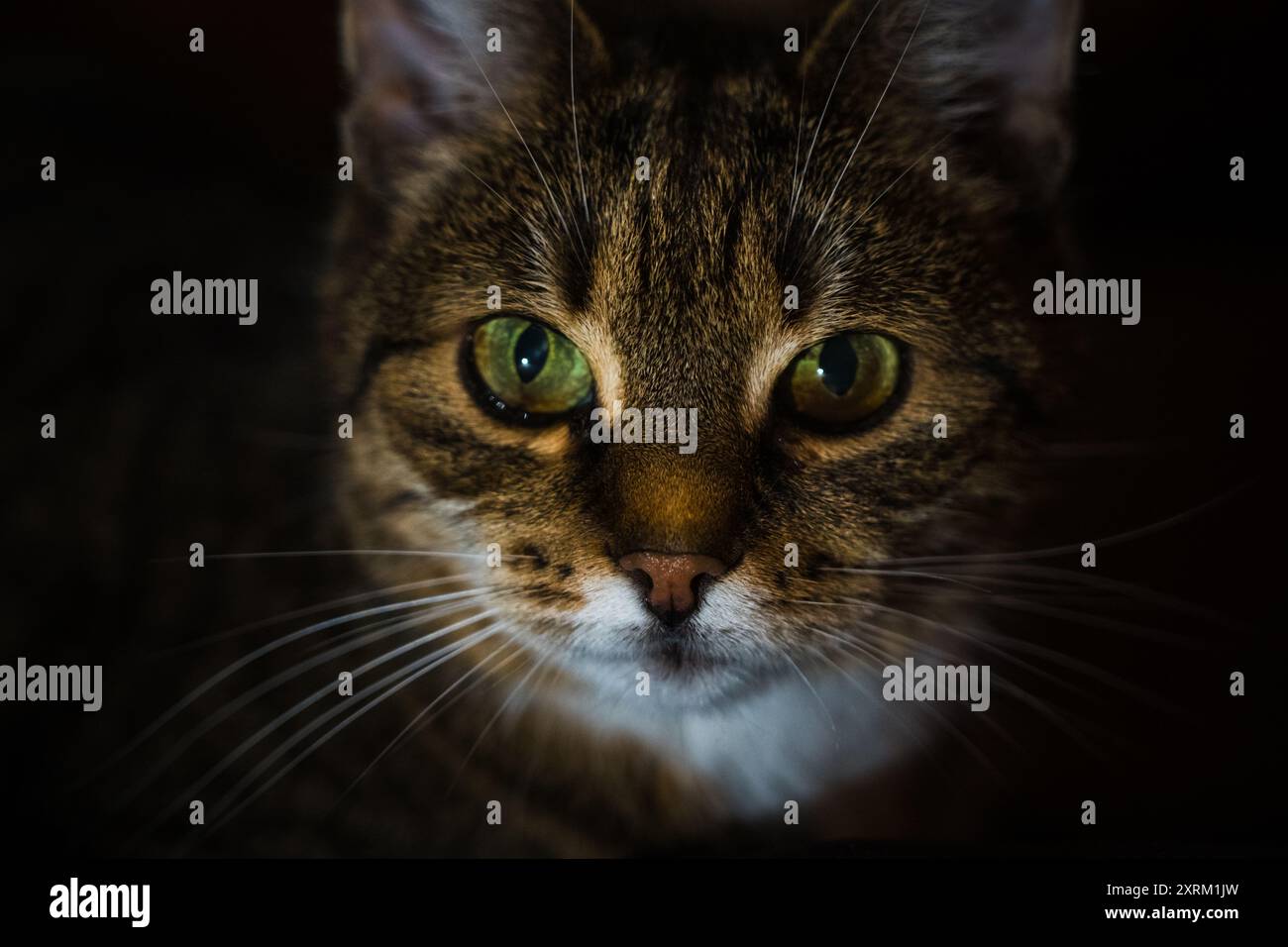 Un gatto curioso giace sul divano la sera al buio Foto Stock