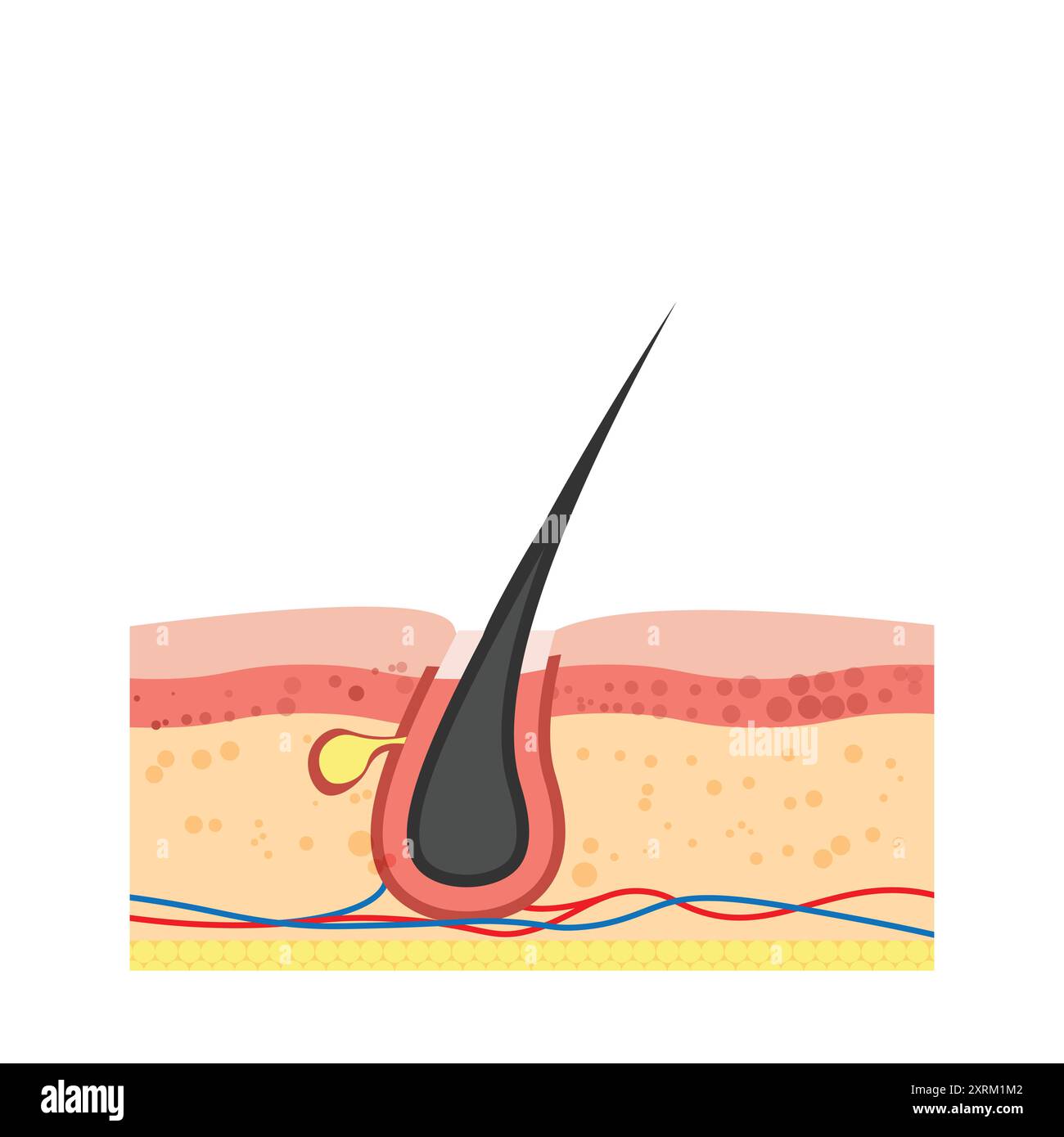 Follicolo capellulare umano. Problema di perdita dei capelli. Illustrazione vettoriale in stile piatto Illustrazione Vettoriale
