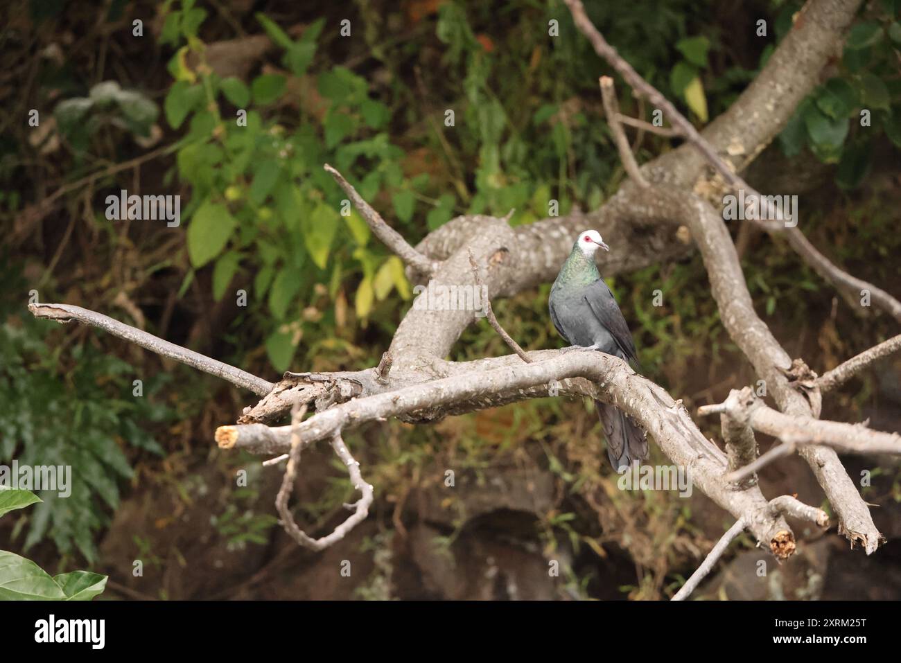 Il cucù-colomba dalla faccia bianca (Turacoena manadensis), noto anche come colomba dalla faccia bianca, è una specie di uccello della famiglia Columbidae, endemica di Sulawesi Foto Stock