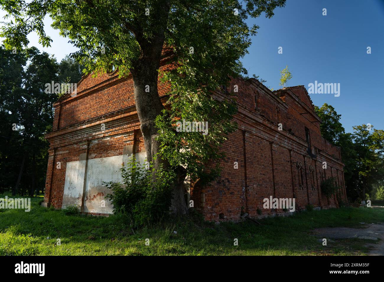 Albero che cresce su un edificio in mattoni. Il maniero di Kostrovitsky. edifici del xix secolo Foto Stock