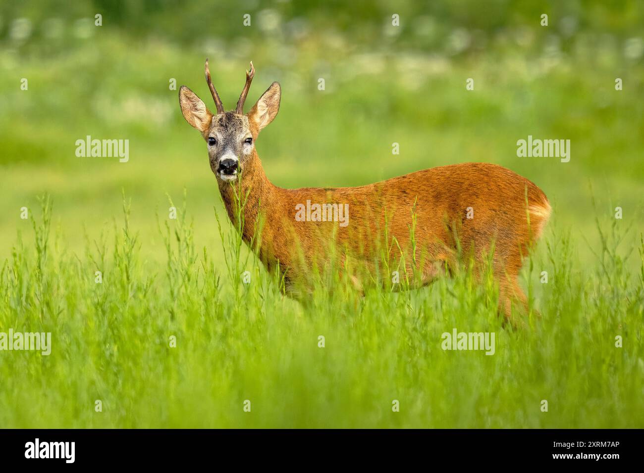 Roe Deer, Capreolus Capreolus, male, riserva naturale, Isola della Cona, Italia nord-orientale Foto Stock