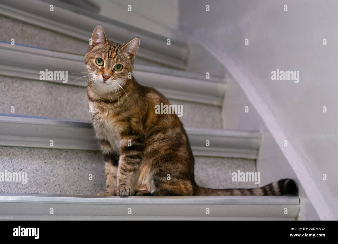 Curioso gatto da tabby seduto su una scala interna Foto Stock