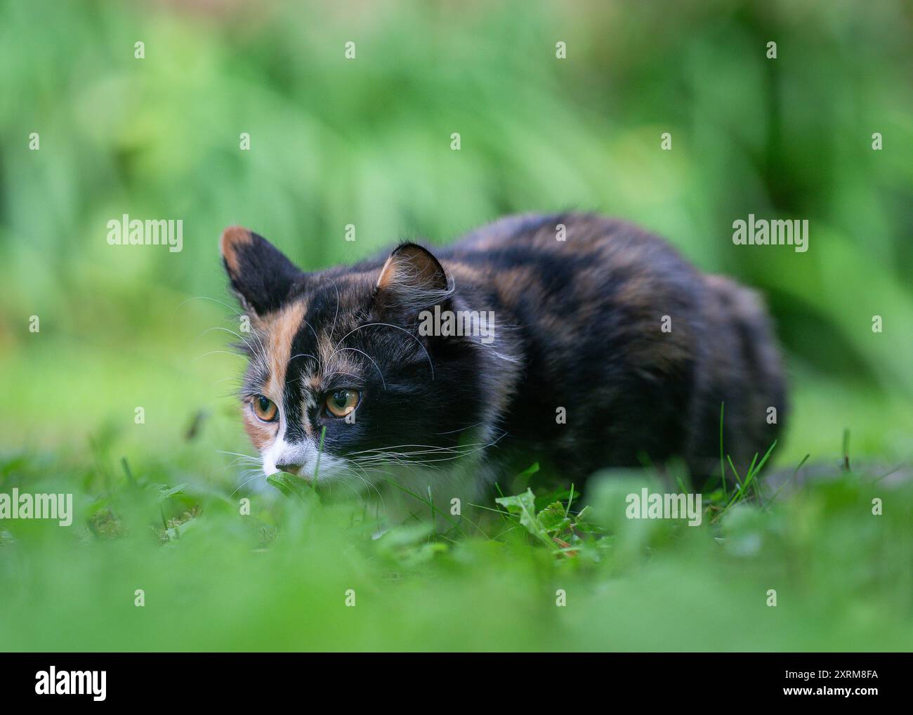 Calico gattino nascosto nell'erba. Gatto calico con rivestimento tricolore disteso sull'erba. Foto Stock