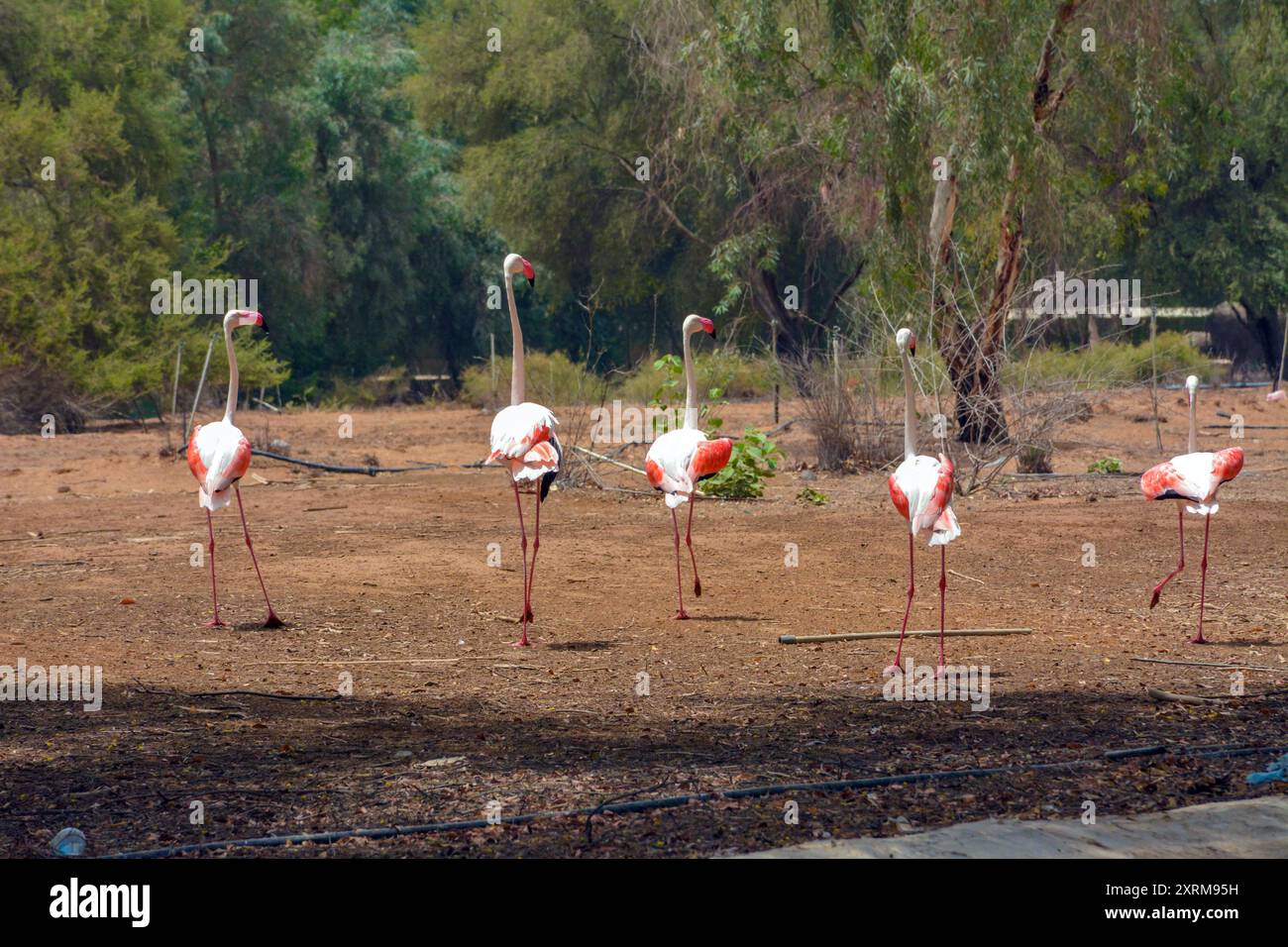 Più fenicotteri in arabia Saudita Foto Stock