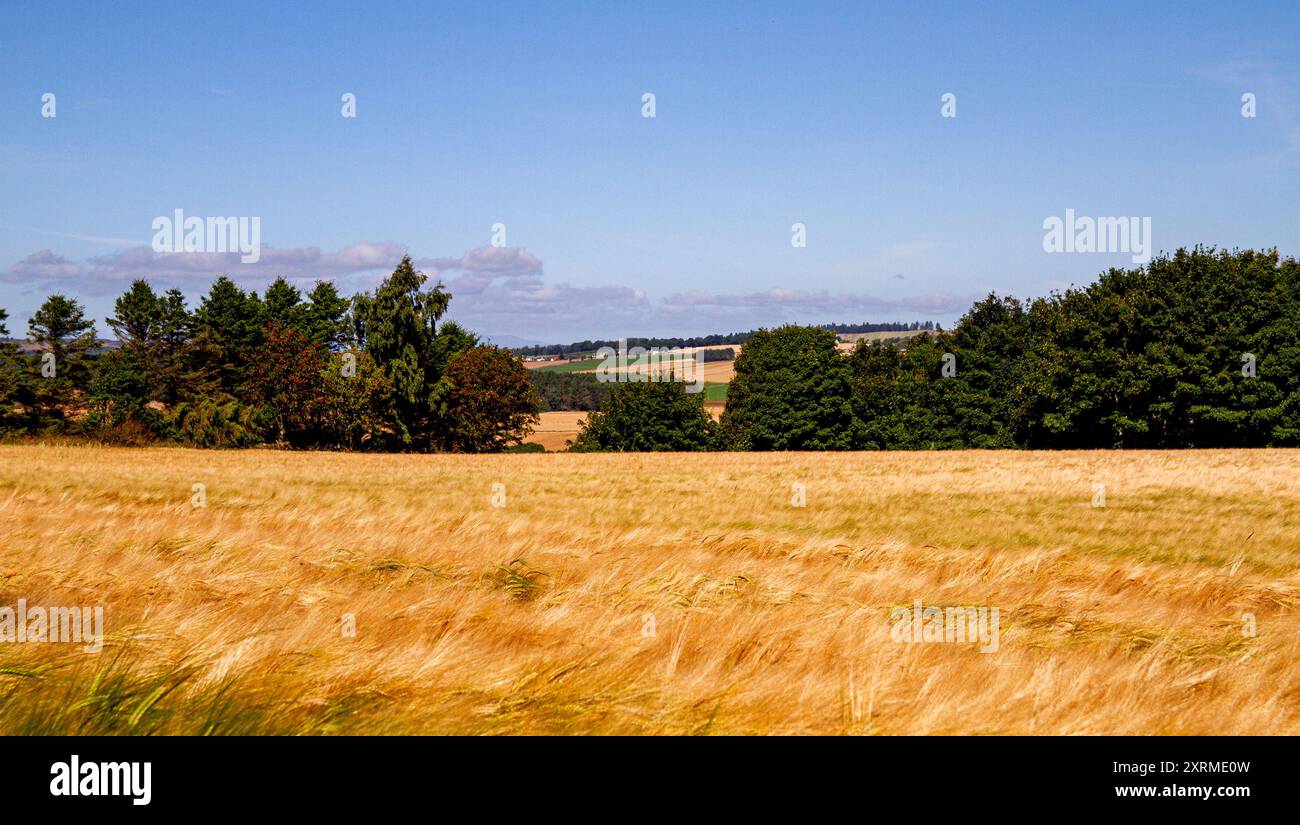 Dundee, Tayside, Scozia, Regno Unito. 11 agosto 2024. Meteo nel Regno Unito: Il caldo e soleggiato clima di agosto crea magnifiche viste sui campi d'orzo dorati del whisky scozzese nei pressi di Dundee, in Scozia. Crediti: Dundee Photographics/Alamy Live News Foto Stock