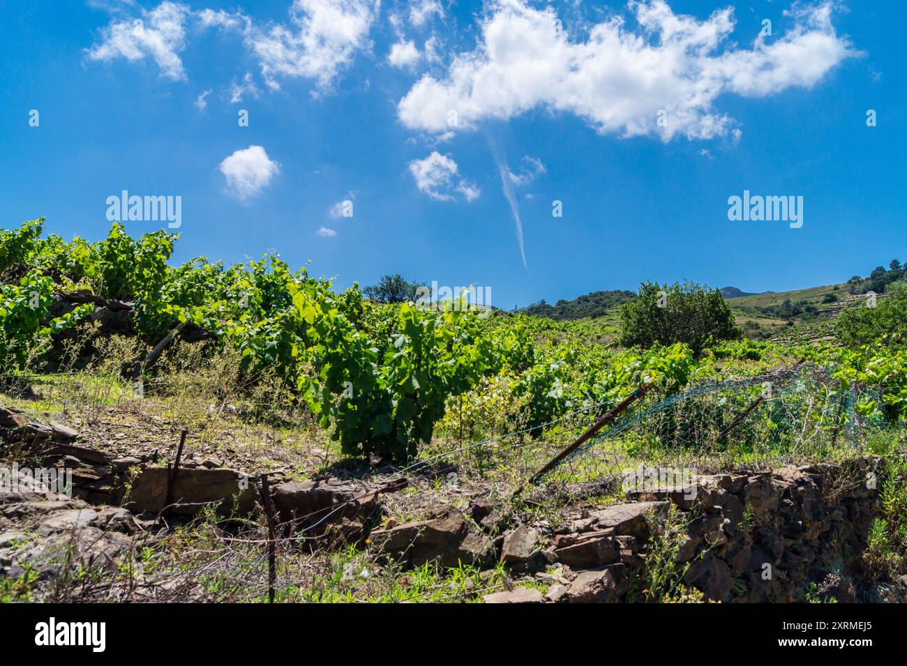 Vigneti nei pressi di Collioure, Côte Vermeille, Pyrénées Orientales, Occitanie, Francia Foto Stock