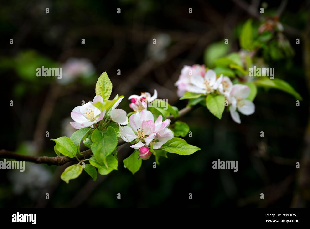 Fiore di mele di granchio, che cresce vicino a Priors Wood, Bristol. Concetto di primavera Foto Stock
