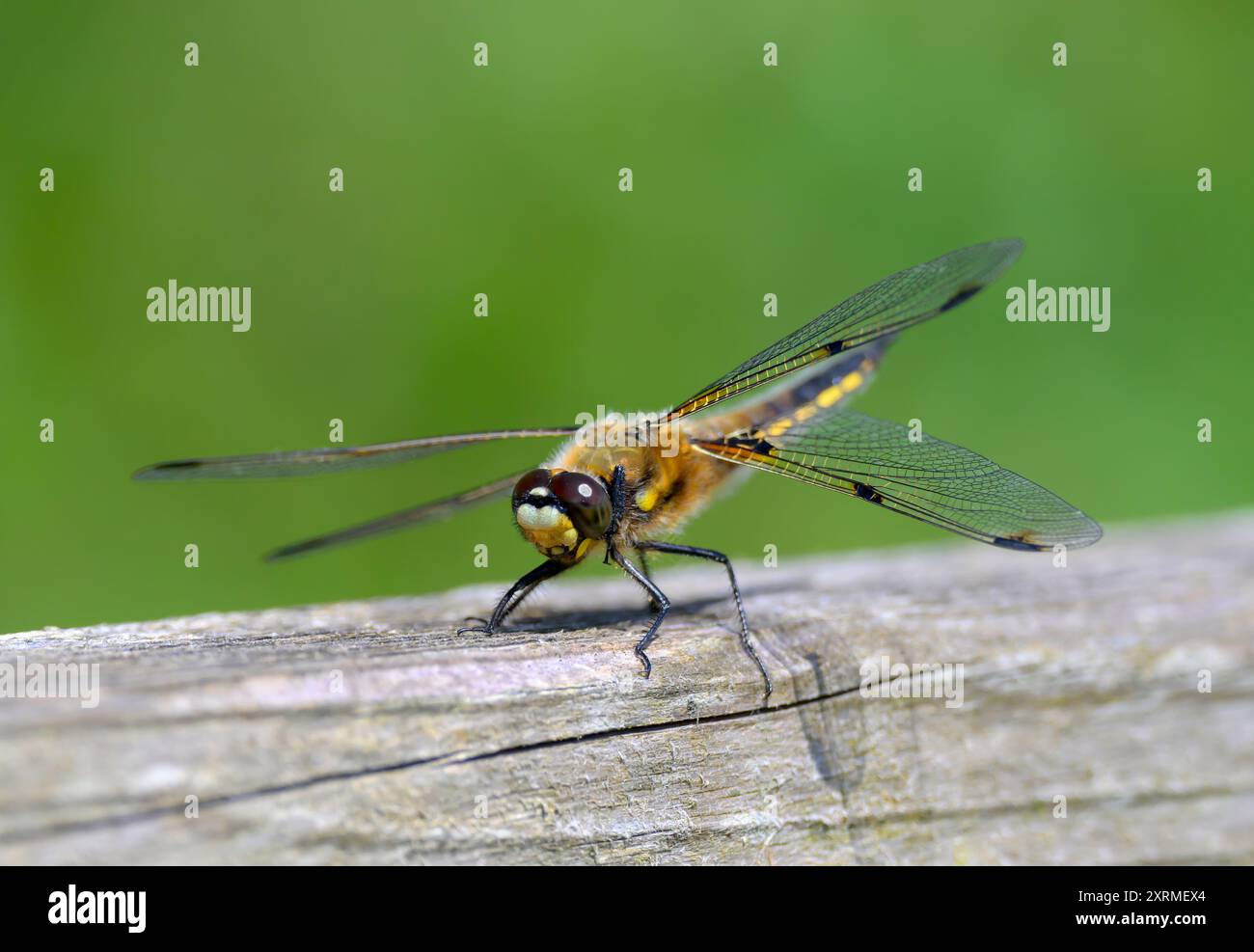 Four Spotted Chaser Dragonfly appoggiato su una recinzione di legno, girato a Somerset, Regno Unito Foto Stock