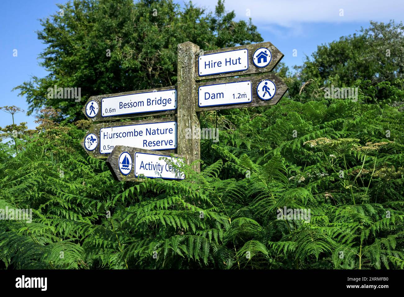 Segnaliamo il percorso tra le felci del lago Wimbleball sull'Exmoor National Park nel Somerset, regno unito, nei giorni di sole estati Foto Stock