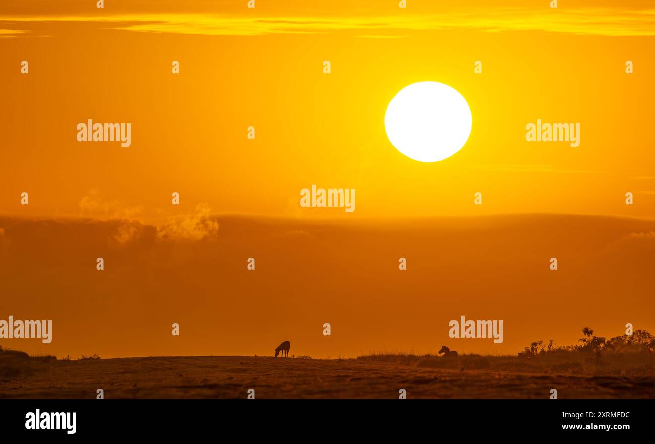 Zebra delle pianure all'alba nel Parco Nazionale del Lago Manyara. Tanzania. Foto Stock
