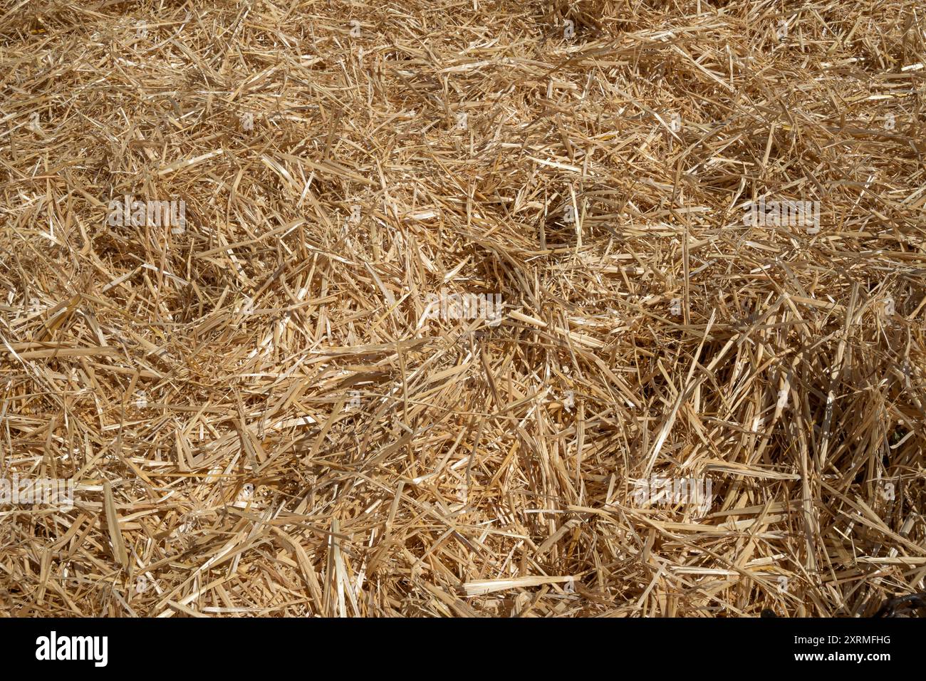 Vista dall'alto dei fieno nella risaia. Paglia di riso che si è asciugata a terra. Rifiuti solidi della riseria Foto Stock