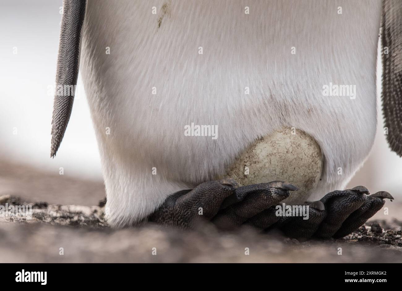 pinguino re piedi con uovo sopra di loro Foto Stock