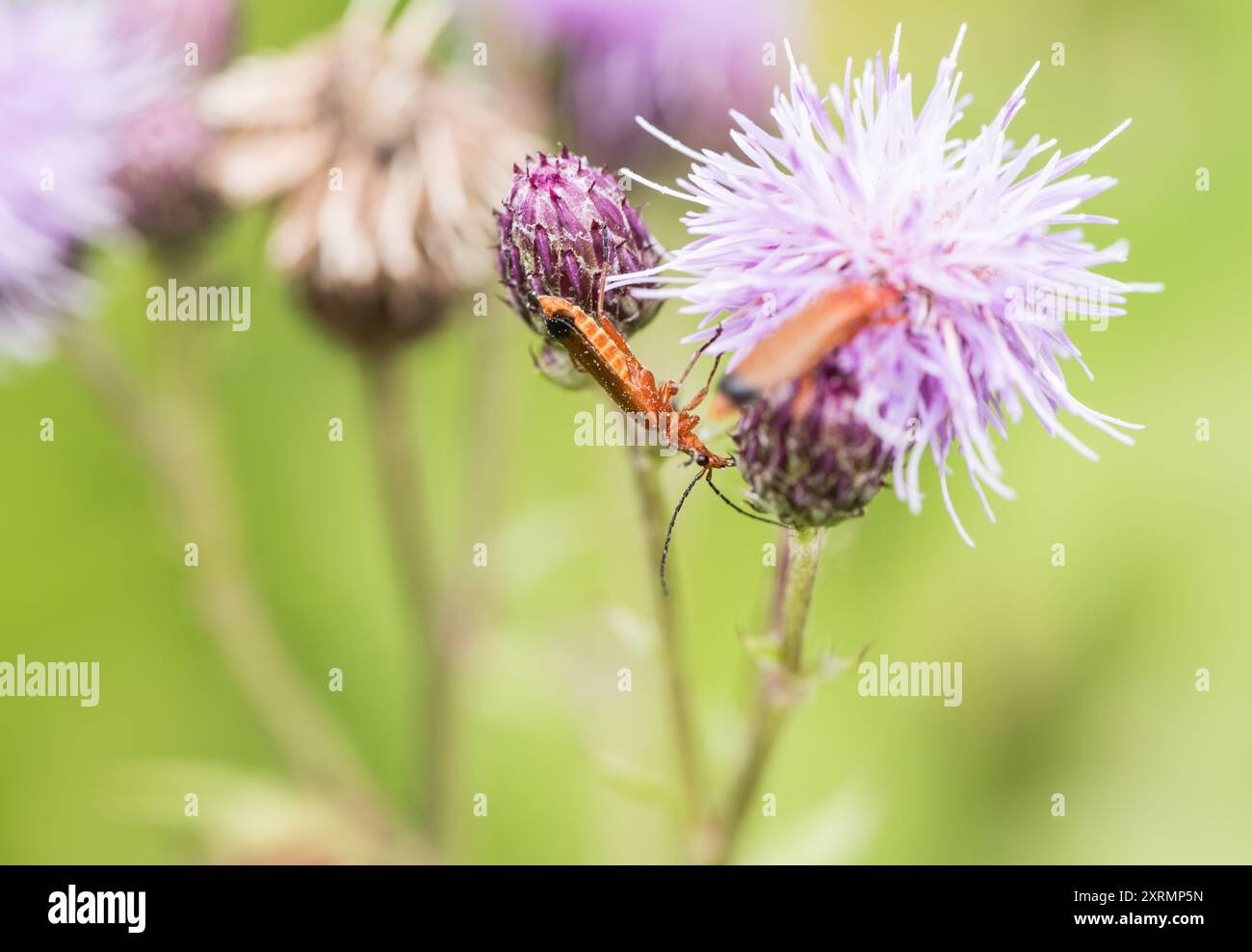 Coleottero rosso comune da soldato (Rhagonycha fulva) su un cardo Foto Stock