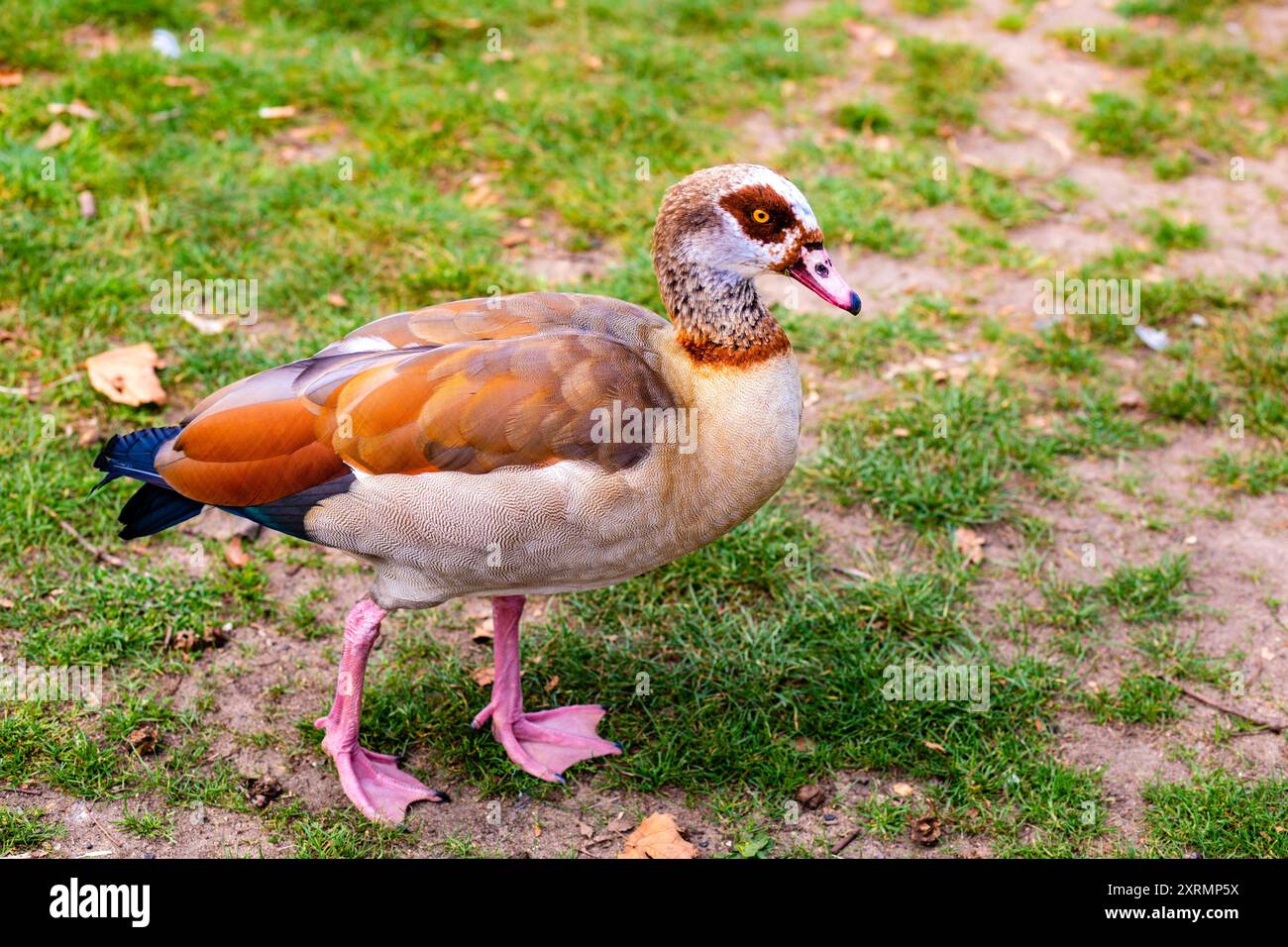 L'oca egiziana che cammina Foto Stock