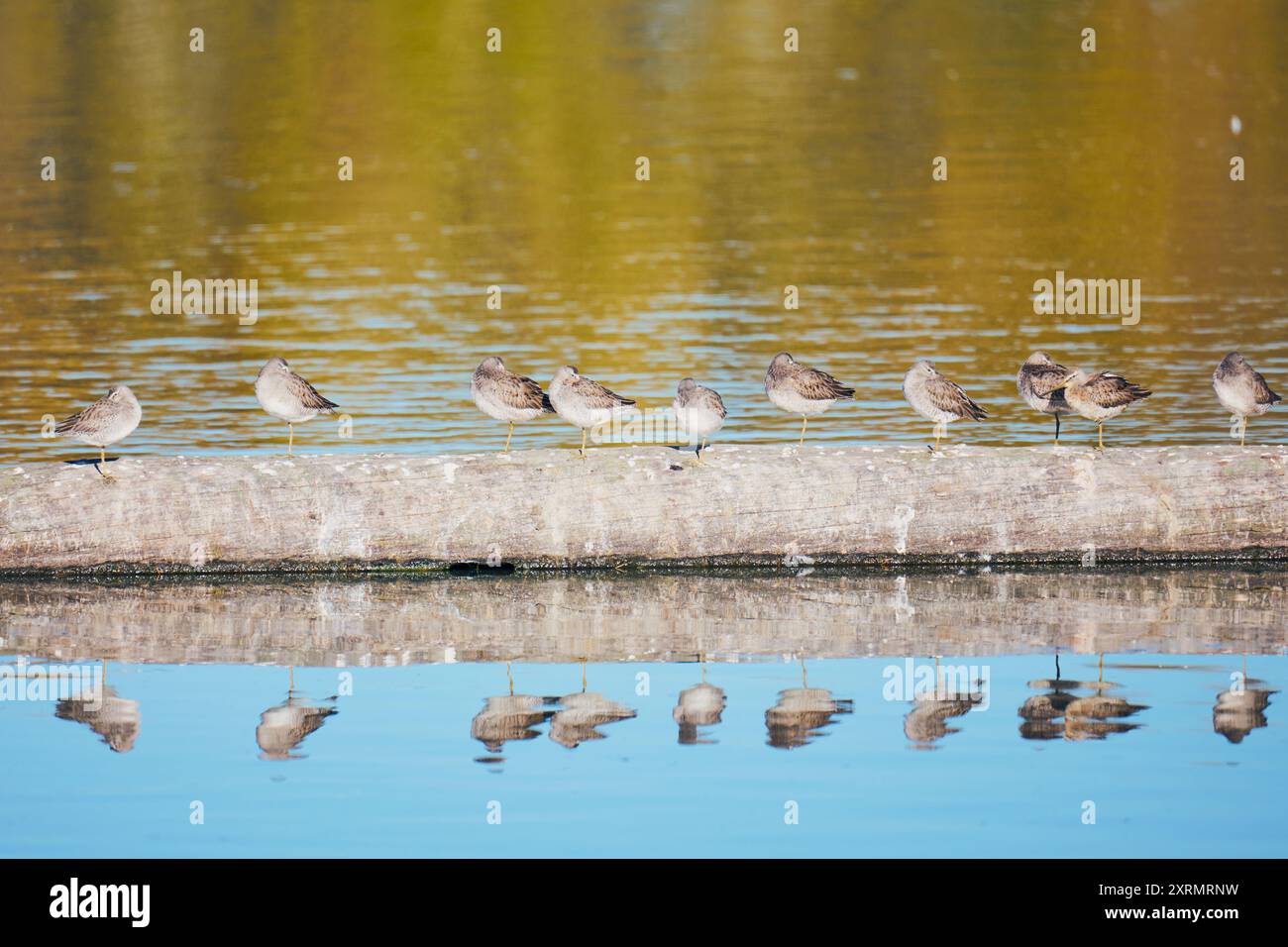 Diversi piccoli uccelli che prendono il sole su un albero che galleggia nel lago con il loro riflesso nell'acqua. Foto Stock