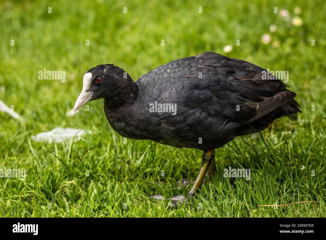 Eurasiatica che cammina attraverso il campo erboso. Foto Stock