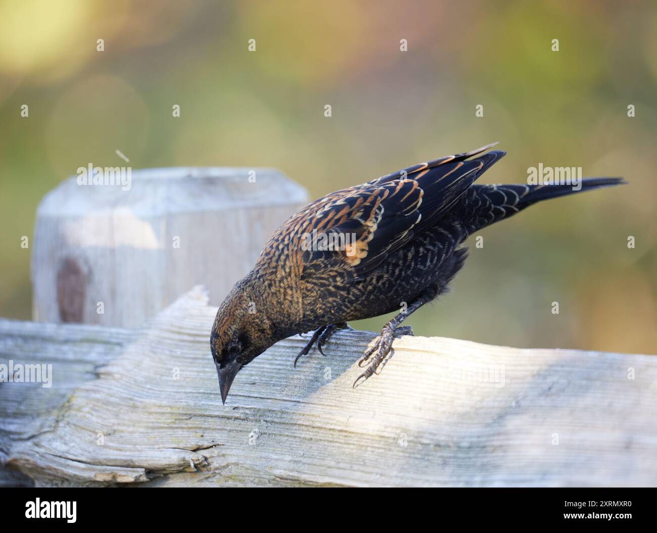 Un curioso uccello nero alato rosso che guarda in basso mentre è arroccato su una recinzione di legno. Foto Stock