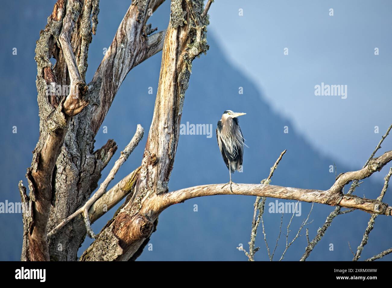 Un airone vigile arroccato su un albero con una montagna e una foresta sullo sfondo. Foto Stock