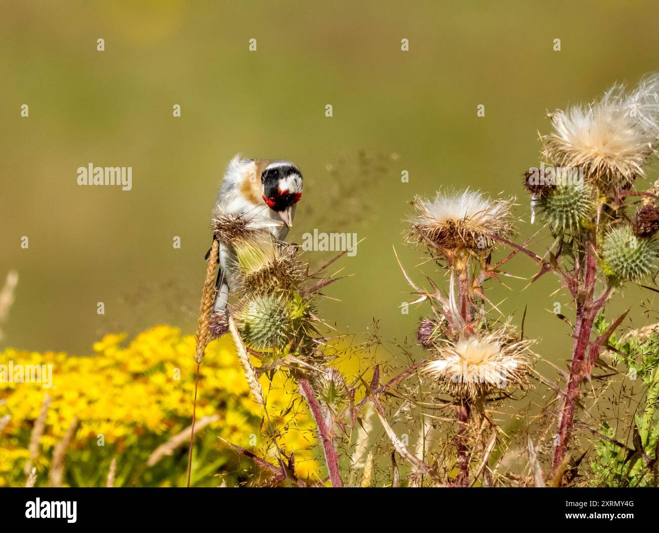 Primo piano di un uccello goldfinch che raccoglie semi dalla testa di un cardo con fiori di ragmosto giallo sullo sfondo Foto Stock