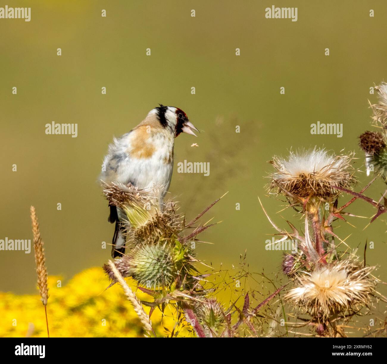 Primo piano di un uccello goldfinch che raccoglie semi dalla testa di un cardo con fiori di ragmosto giallo sullo sfondo Foto Stock