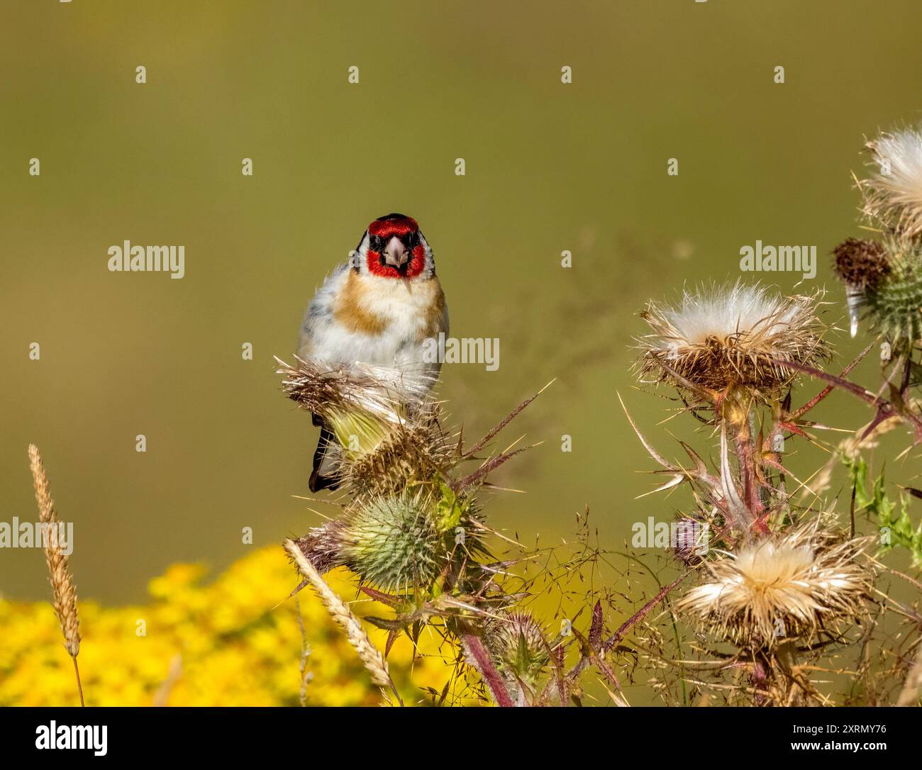 Primo piano di un uccello goldfinch che raccoglie semi dalla testa di un cardo con fiori di ragmosto giallo sullo sfondo Foto Stock
